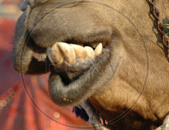 Camel's teeth