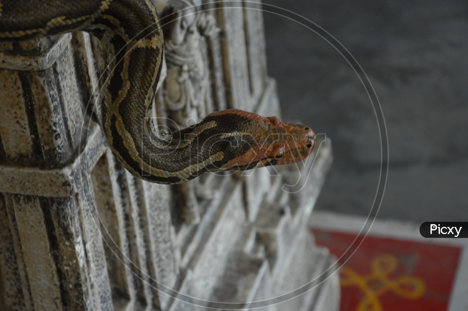 A Python crawling down the pillar