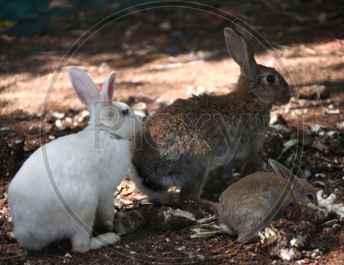 Domestic Rabbits on the ground