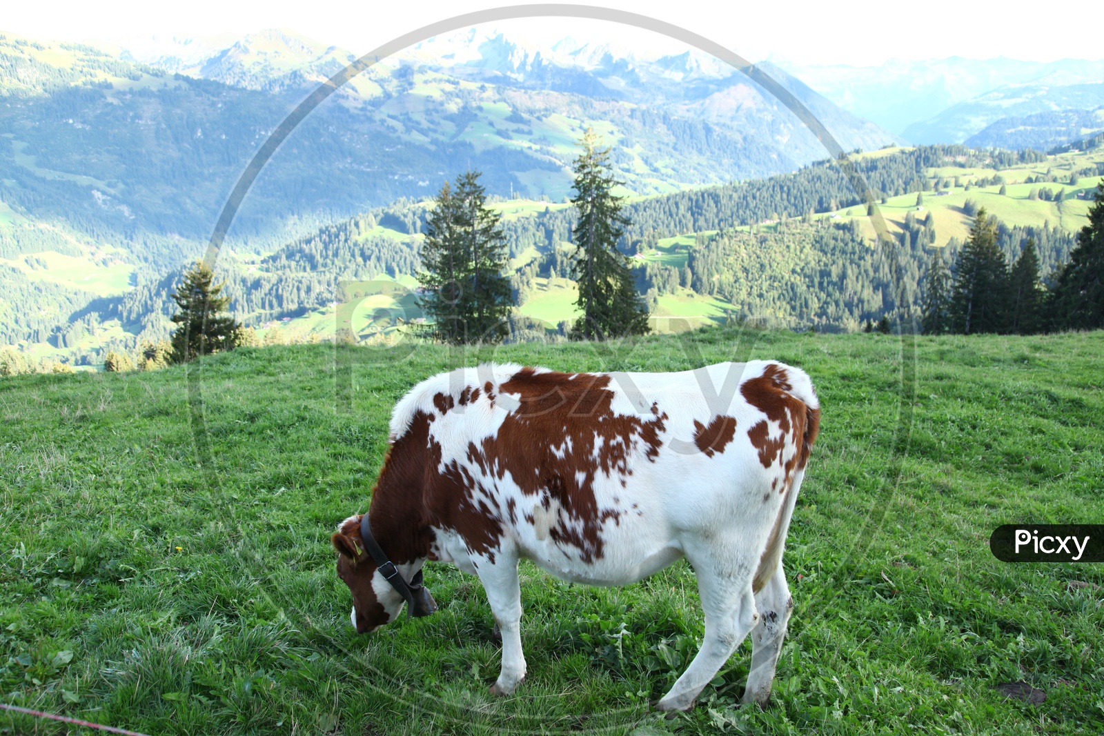 A cow grazing in the field and mountains in the back