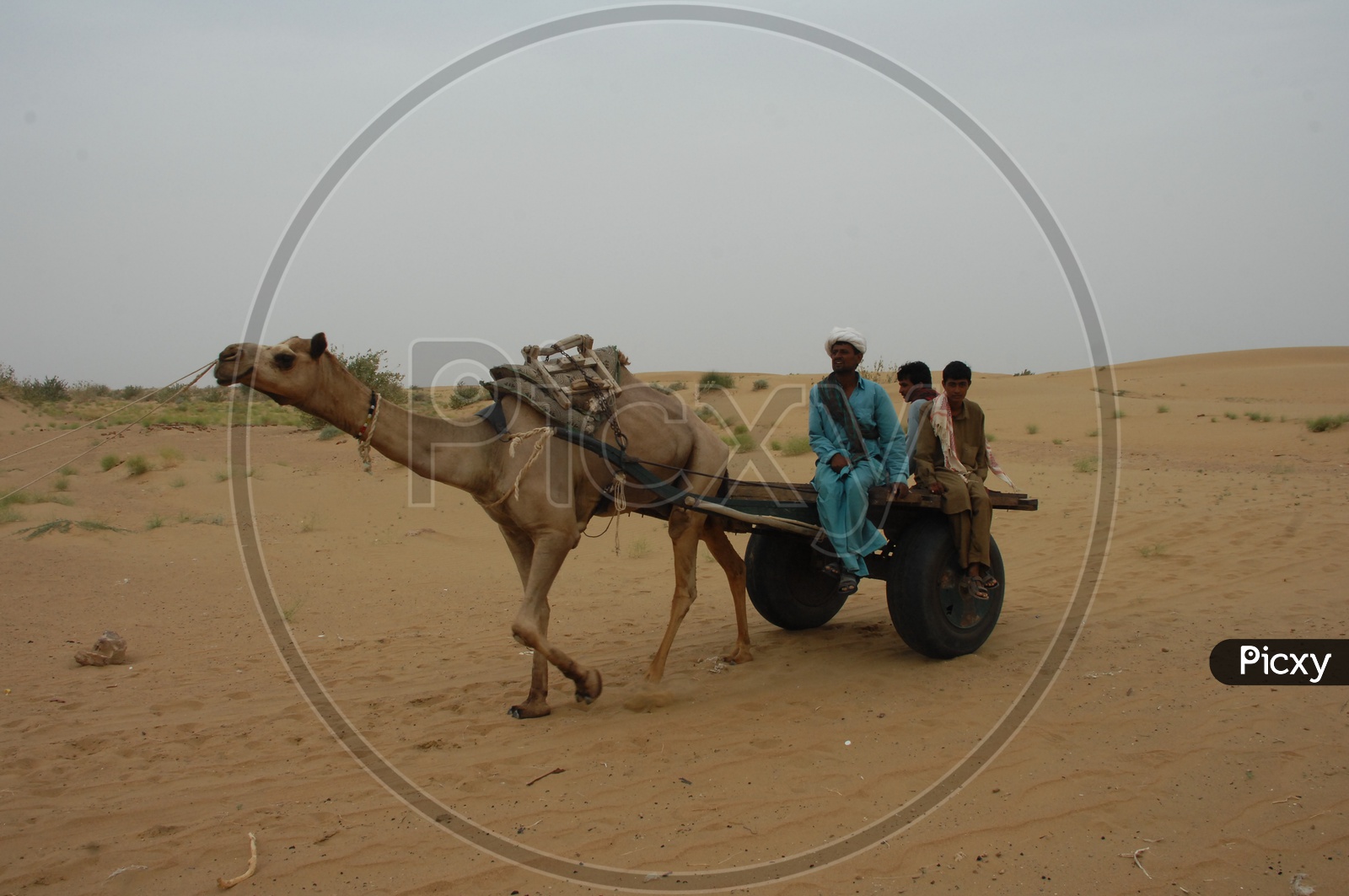 camel cart carrying people in a desert