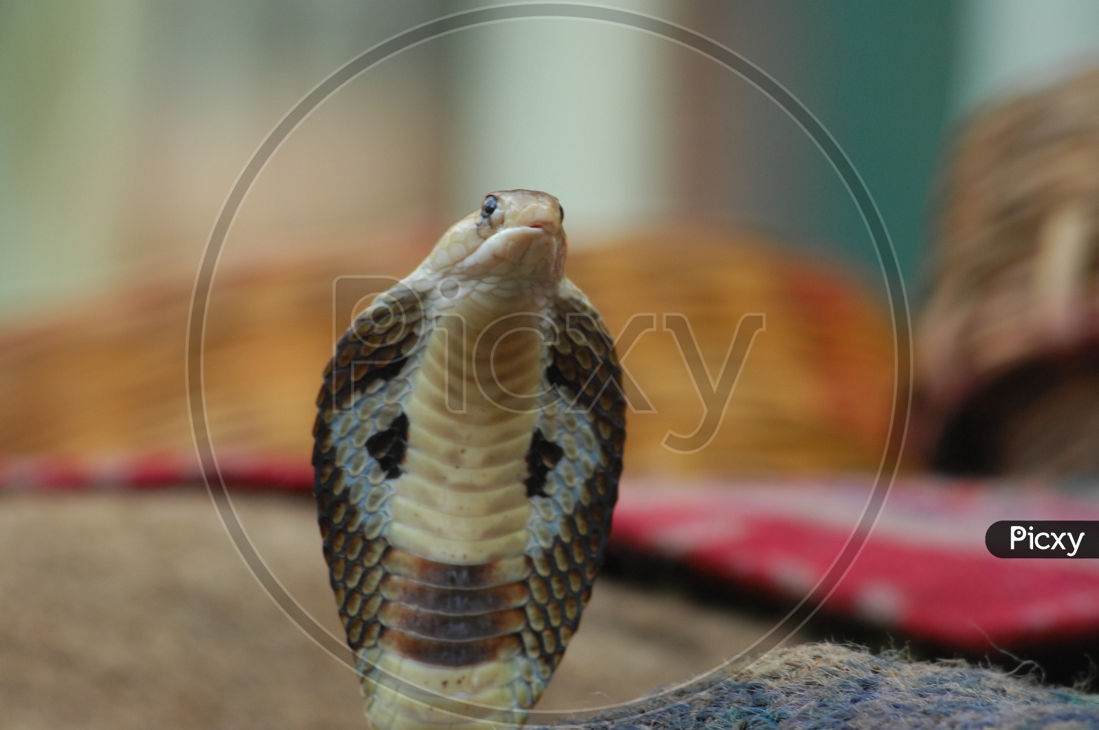 An Indian cobra