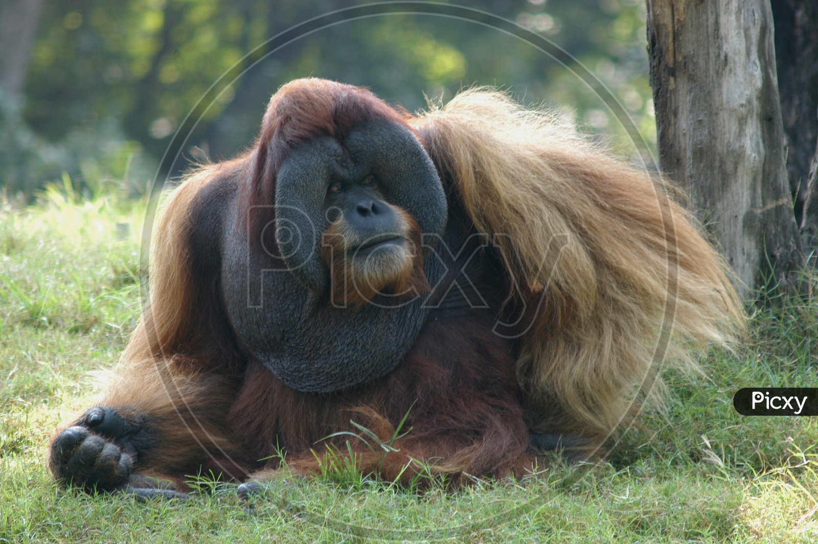 A Orangutan