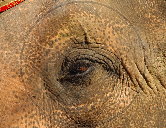 An Elephant's eye