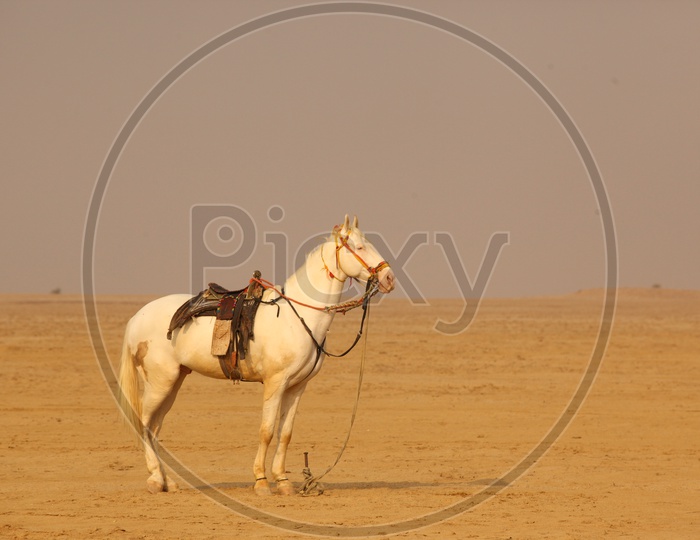 A White Riding Horse in Desert