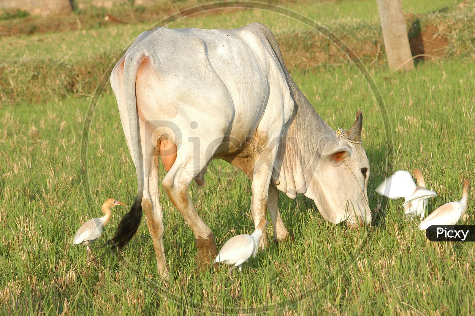 An ox grazing in the farm and birds beside