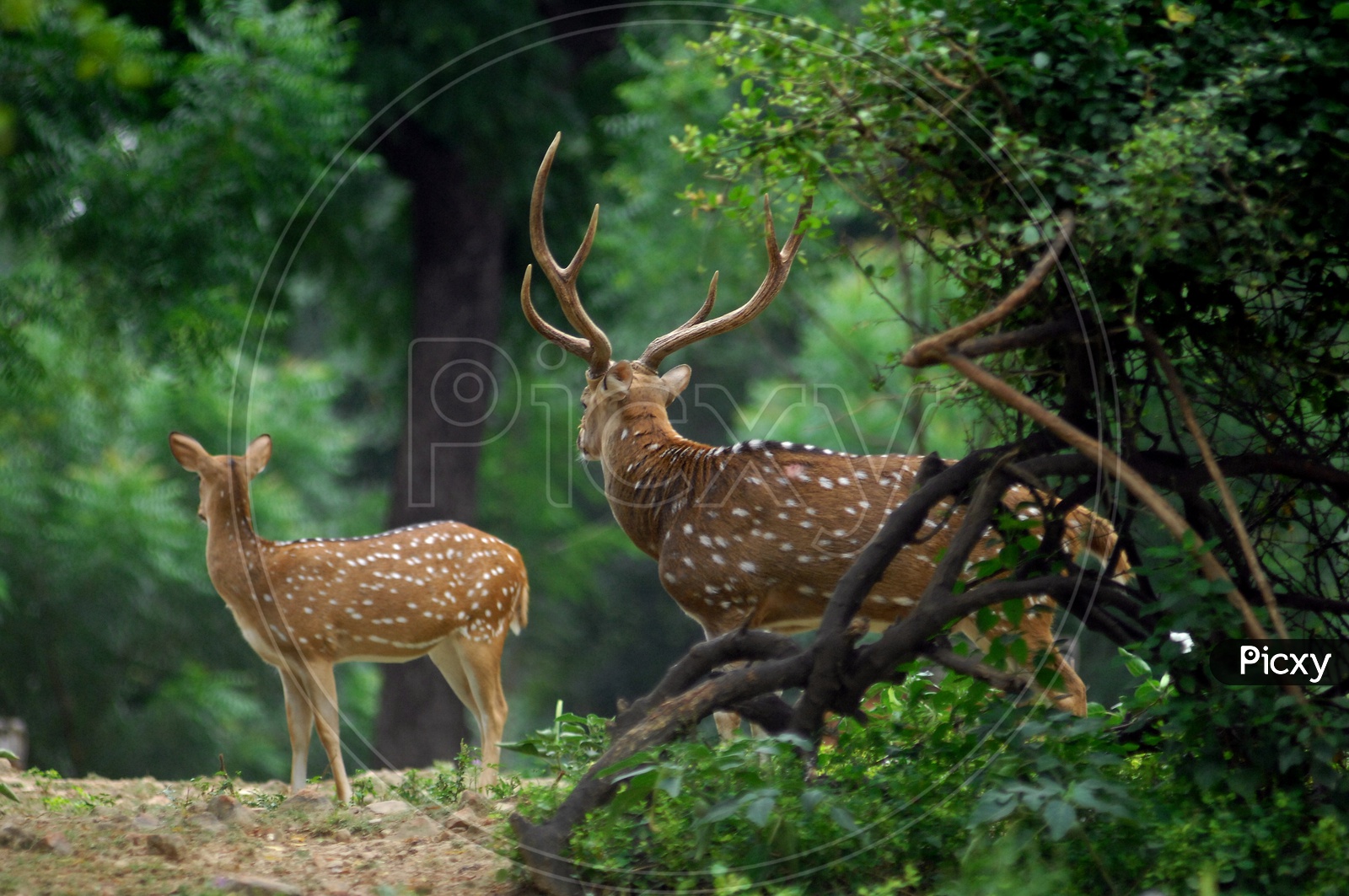 Two White tailed deers