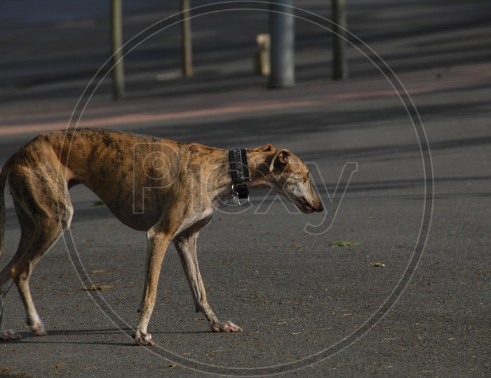 A Greyhound dog