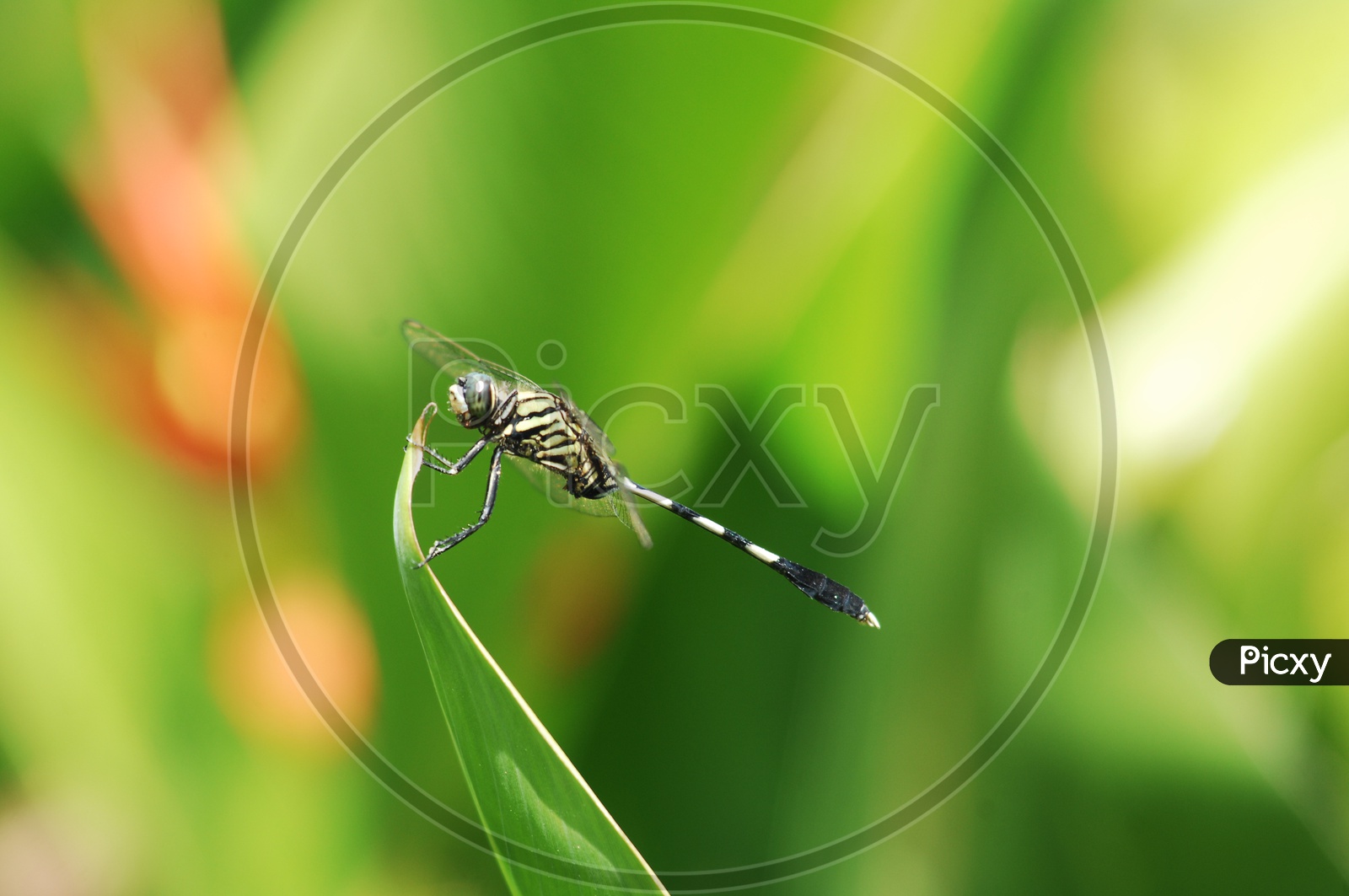 A Dragonfly on a leaf