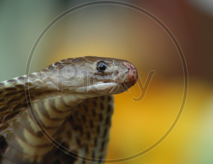 Closeup of Indian Cobra's head