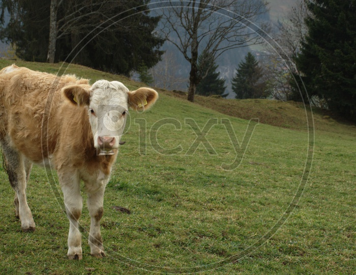 A cow in an open green land