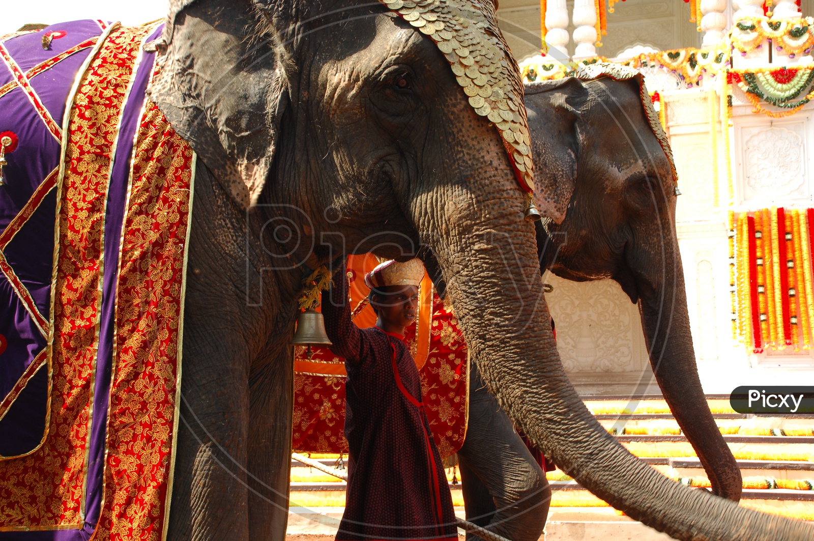 A Mahout with decorated Elephants