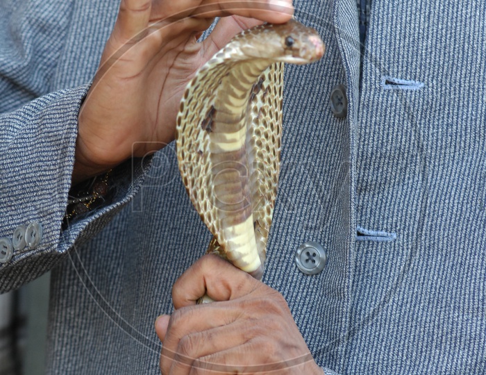 Snake Charmer holding the Indian Cobra's neck