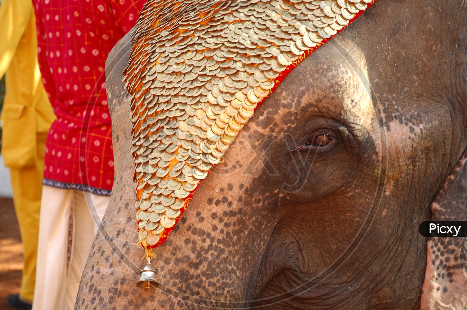 A Decorated Elephant's Eye