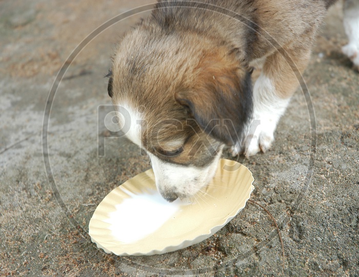 A pet dog eating from a paper plate
