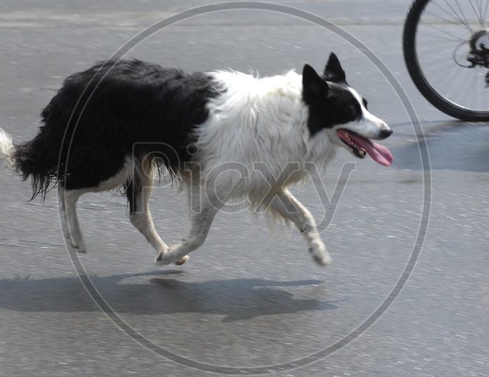 A dog running on the road