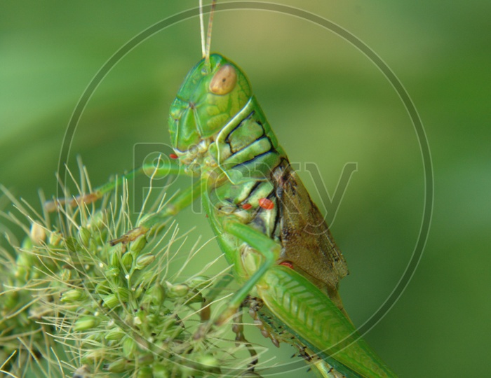 Common green Grasshopper