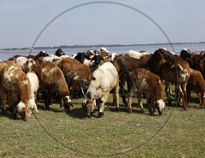 A herd of sheep grazing