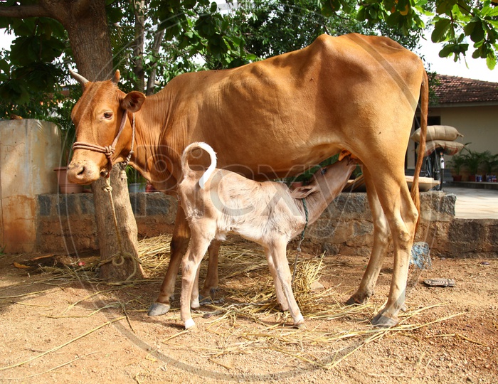 Calf having feed from cow