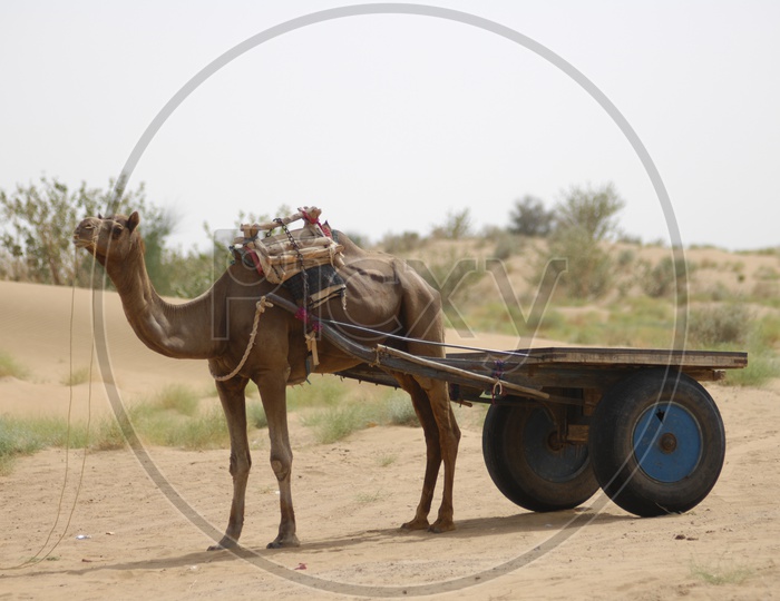 idle camel car in a desert