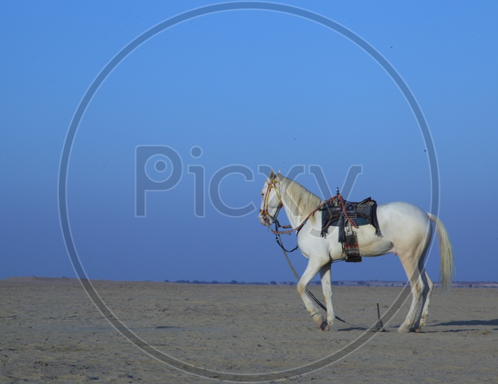 A White Riding Horse In Desert