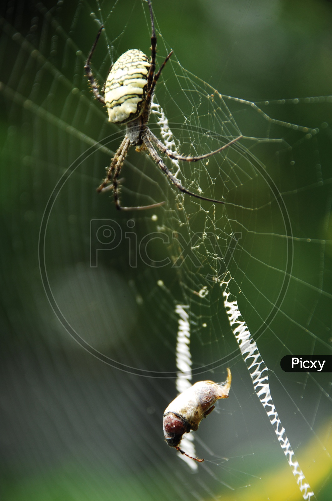 A Spider catching its prey in a web