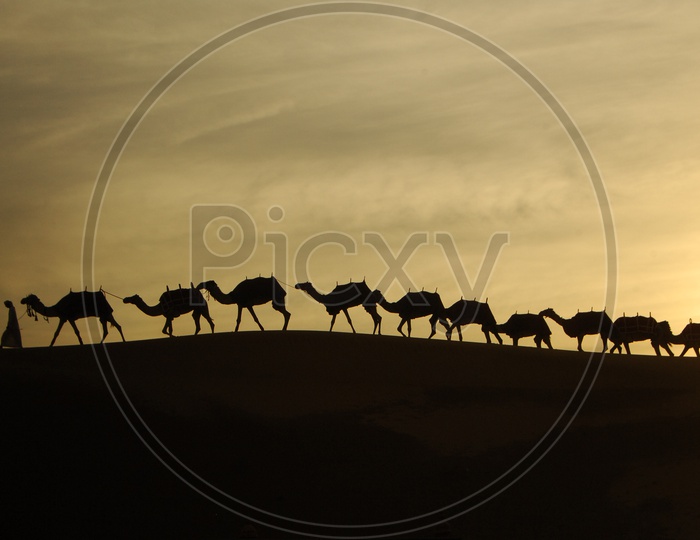 silhouette of a man and camels moving in a desert