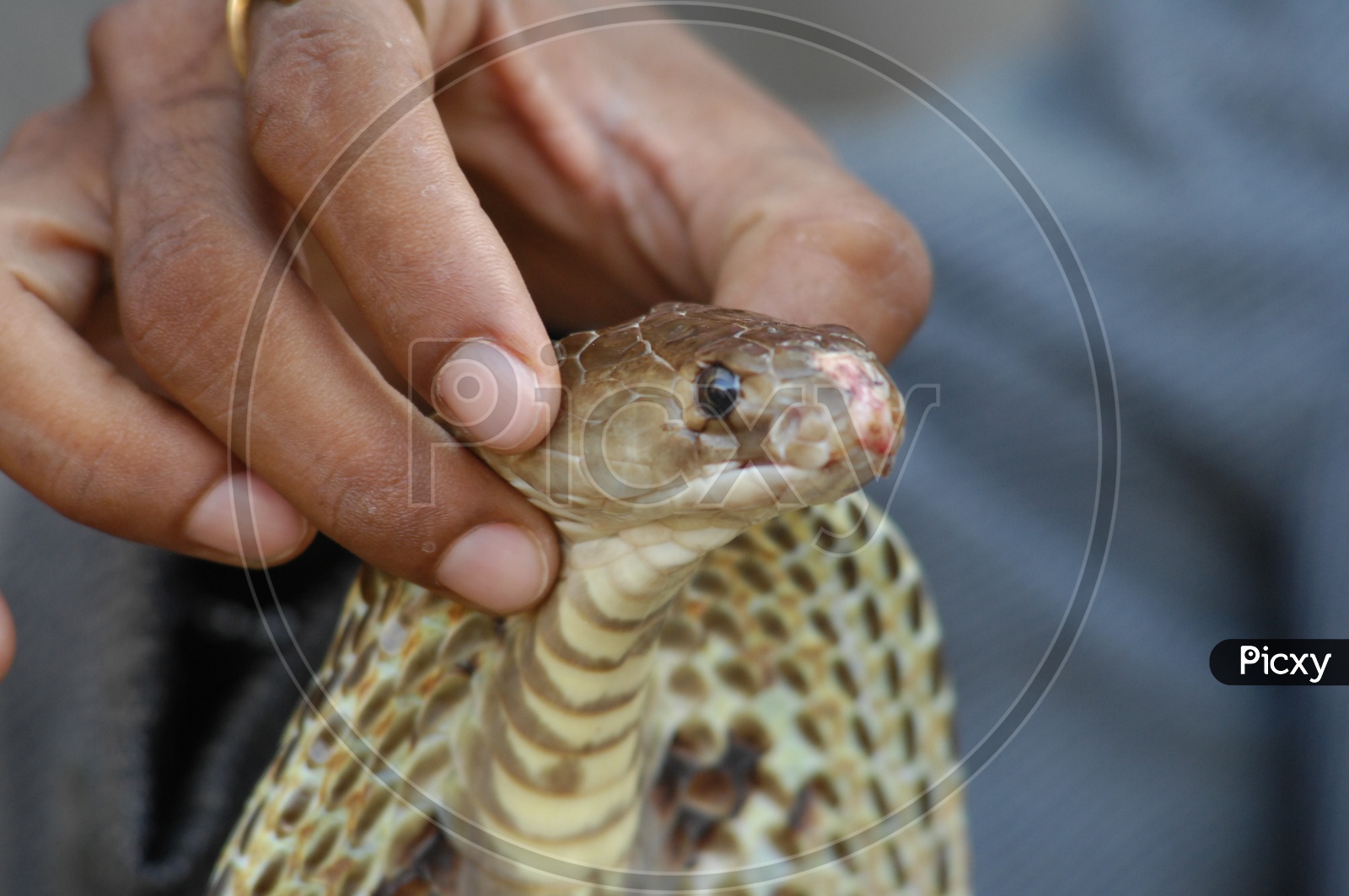 A man holding the Indian Cobra's head