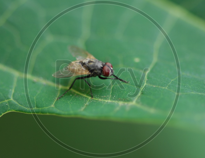 A housefly on the leaf