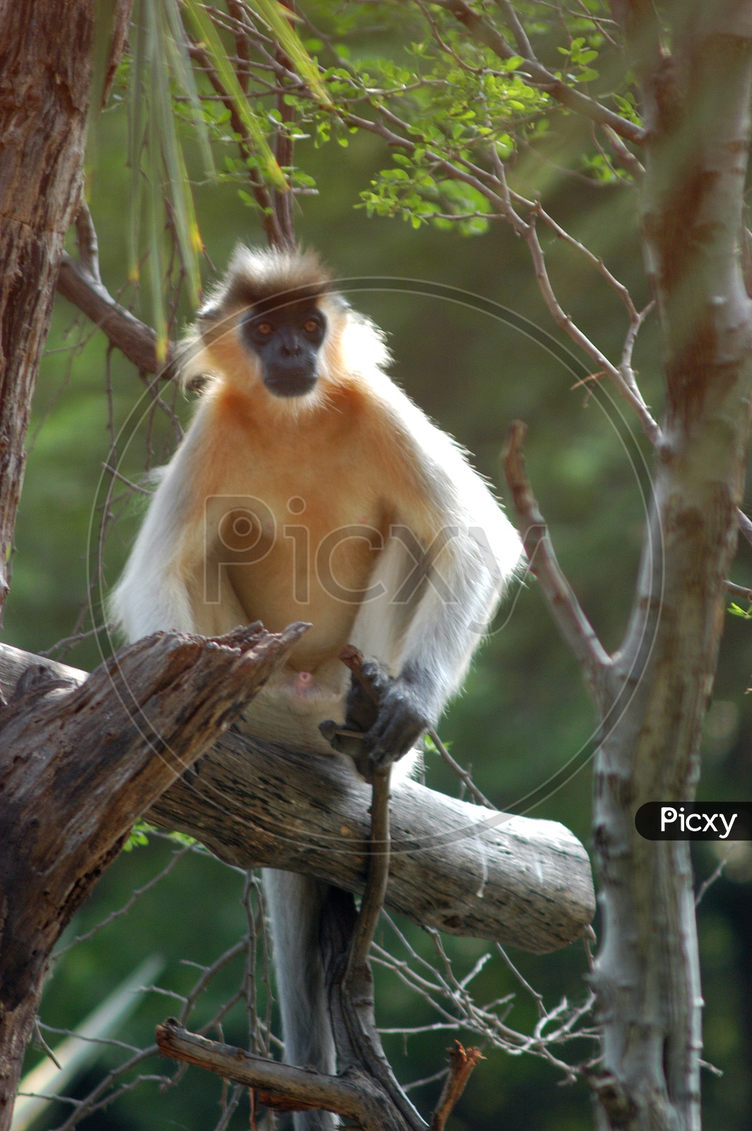 A Gibbon sitting on the tree branch