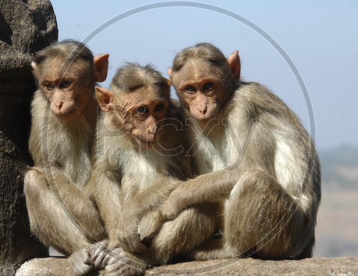 Young Macaques or Monkeys On Wall