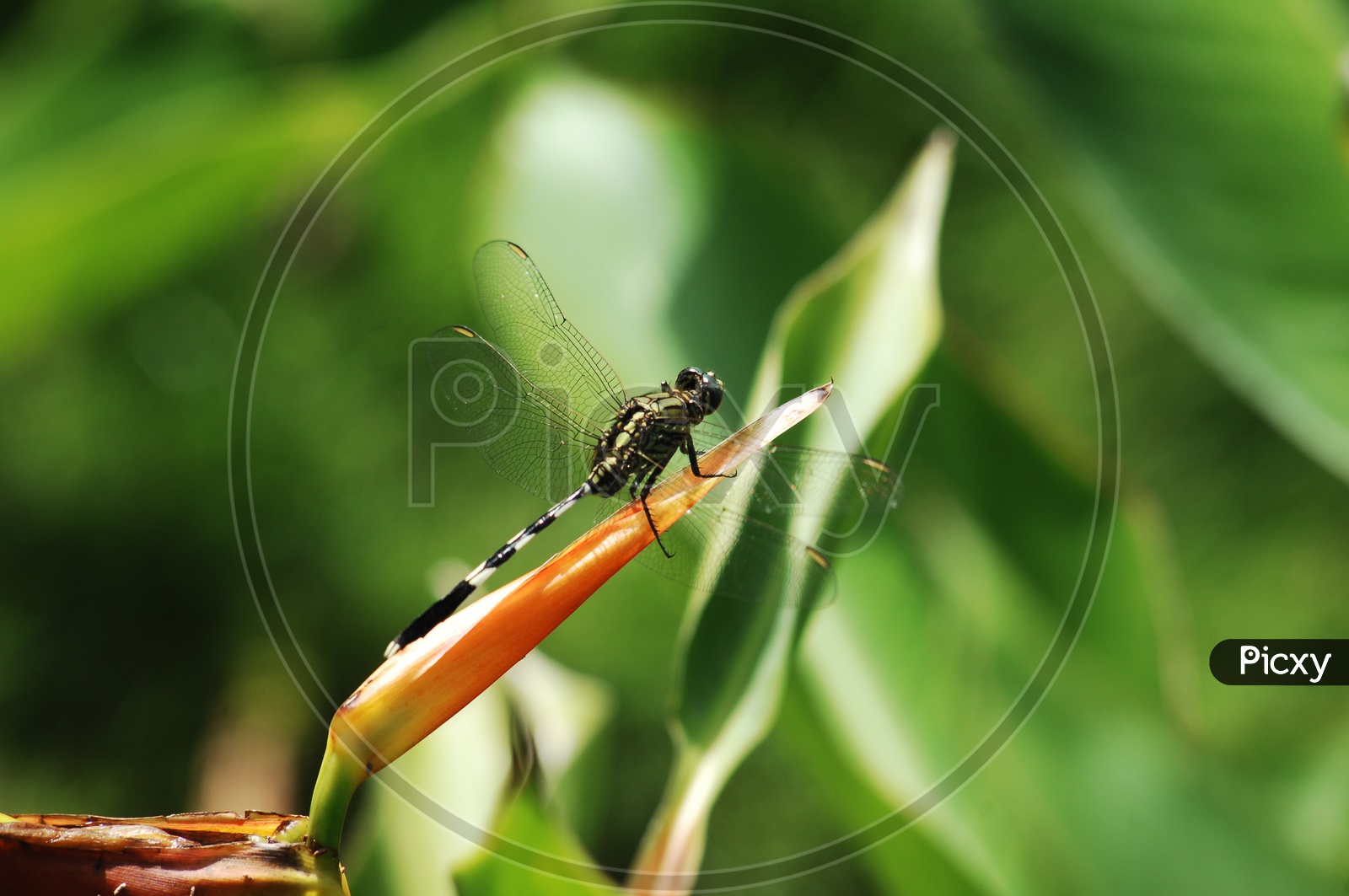 A Dragonfly on the leaf