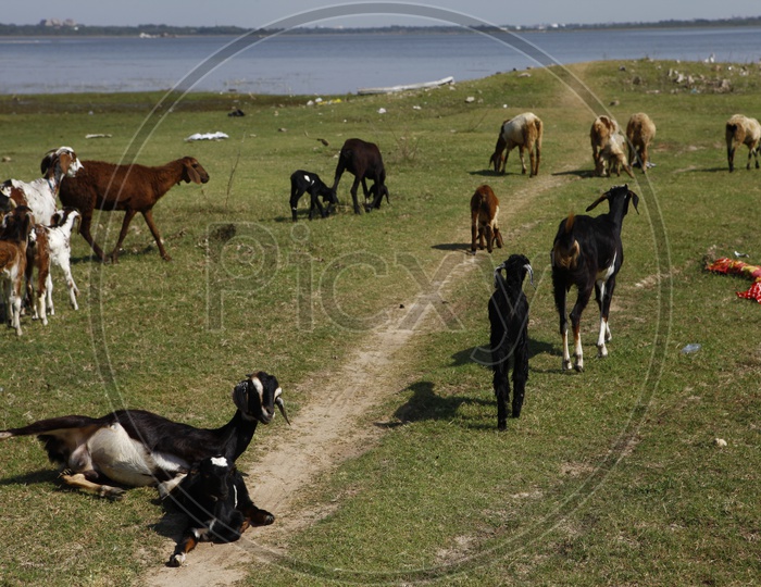 A herd of goats