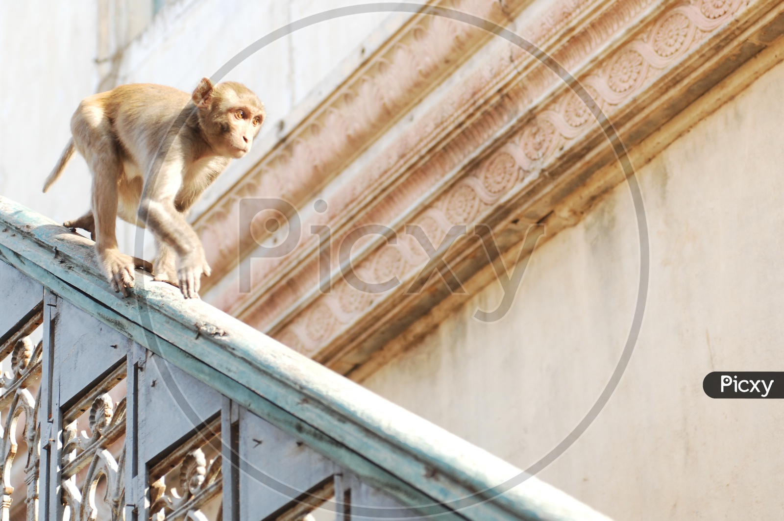 An Young Macaque Or Monkey Running On a Wall