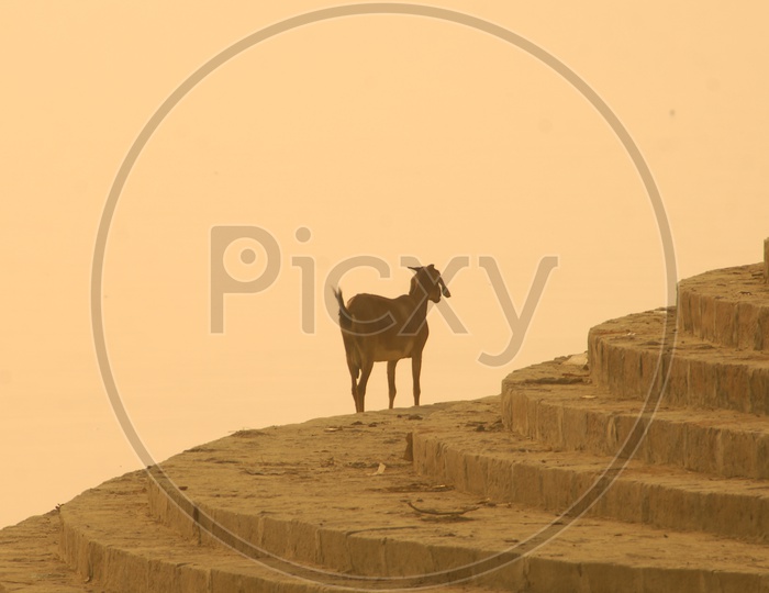 A Goat alongside the steps