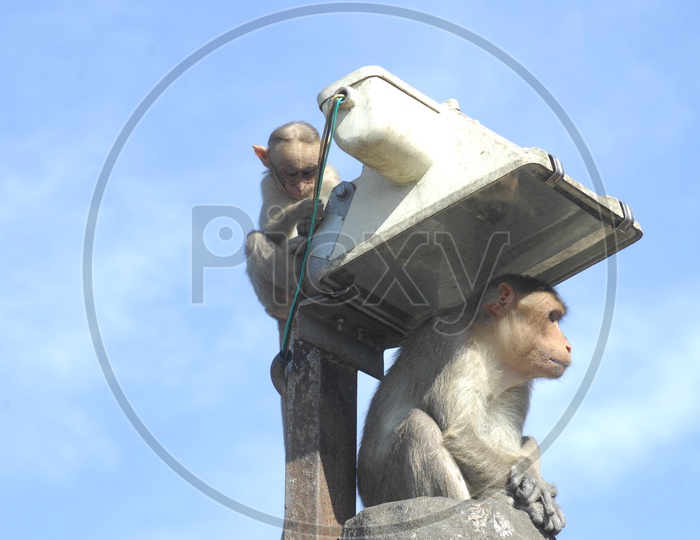Macaque Or Monkeys On a Lamp Post