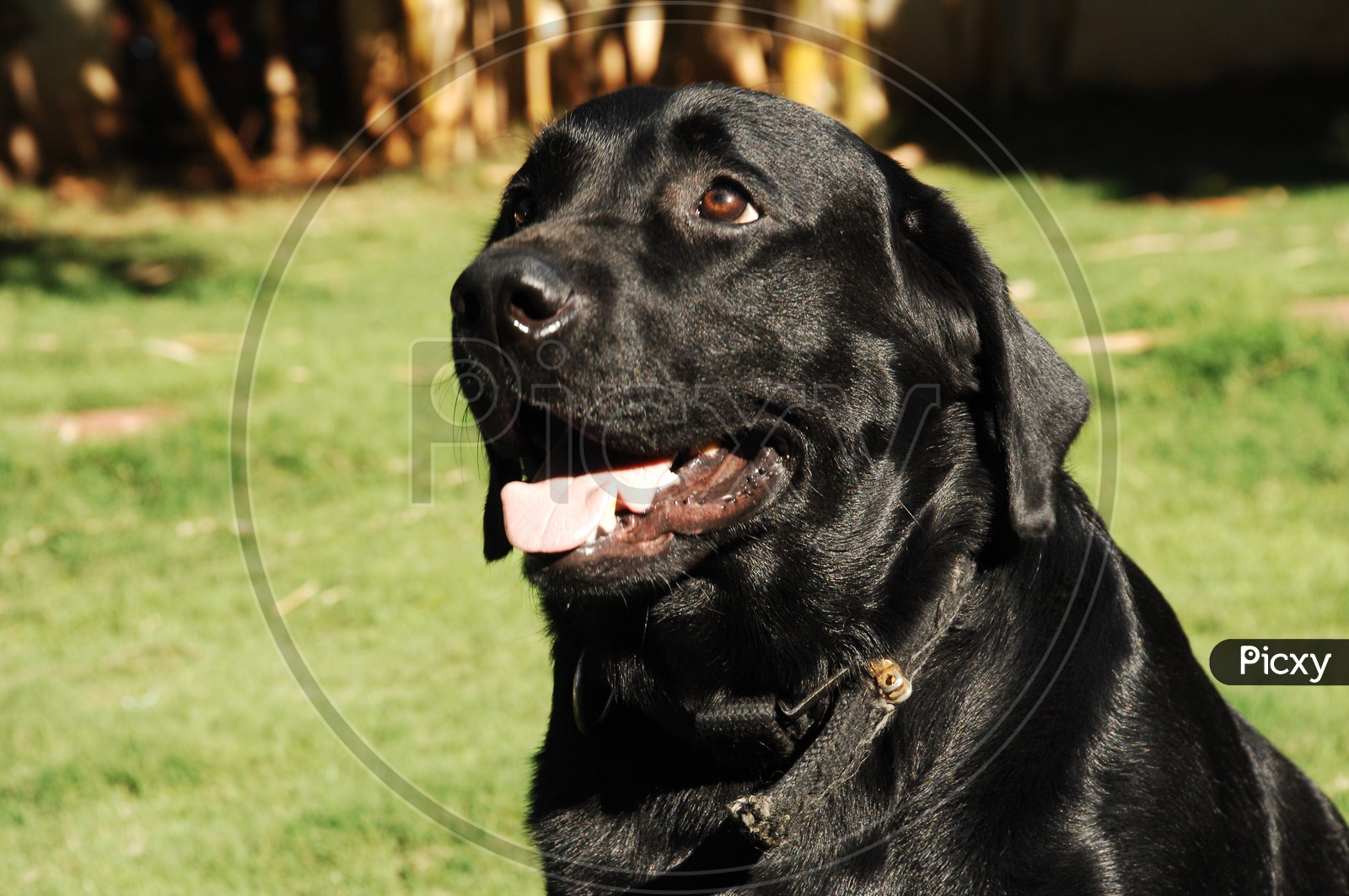 A black Labrador
