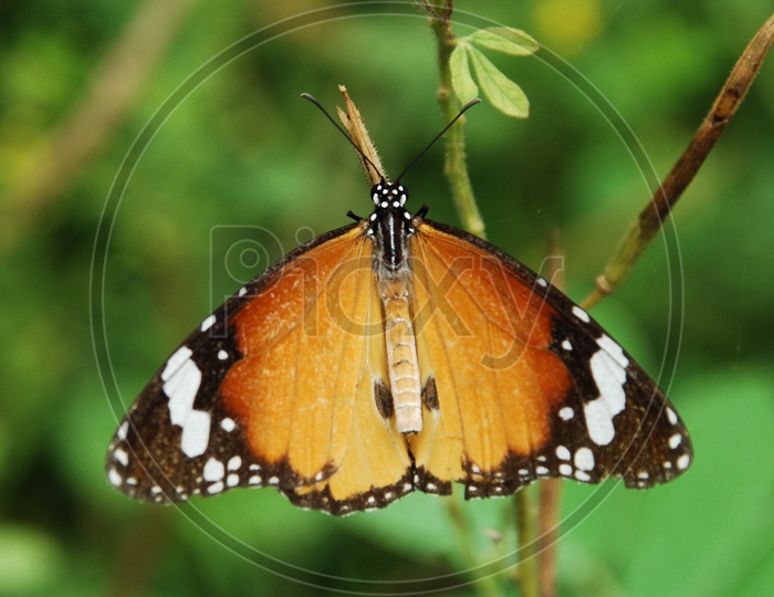 Plain tiger butterfly on a stem