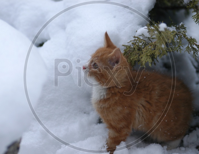 A idle Hosico cat in the snow