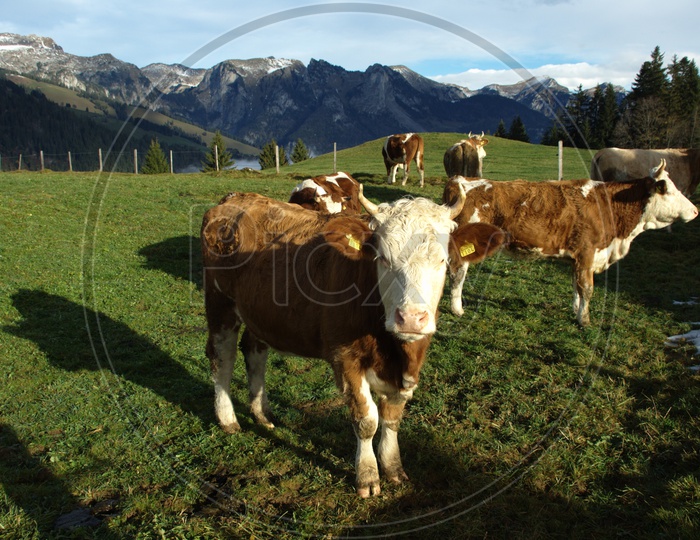 cows moving in green field and mountains in the back