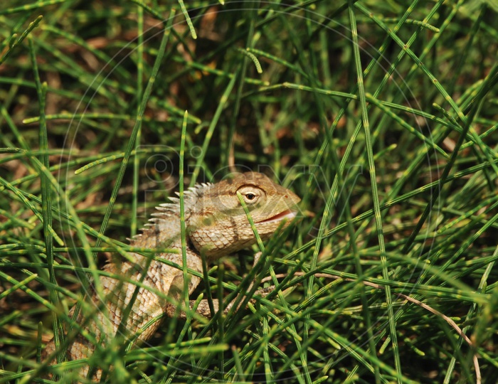 Garden Lizard  or bearded Dragon Lizard on garden grass