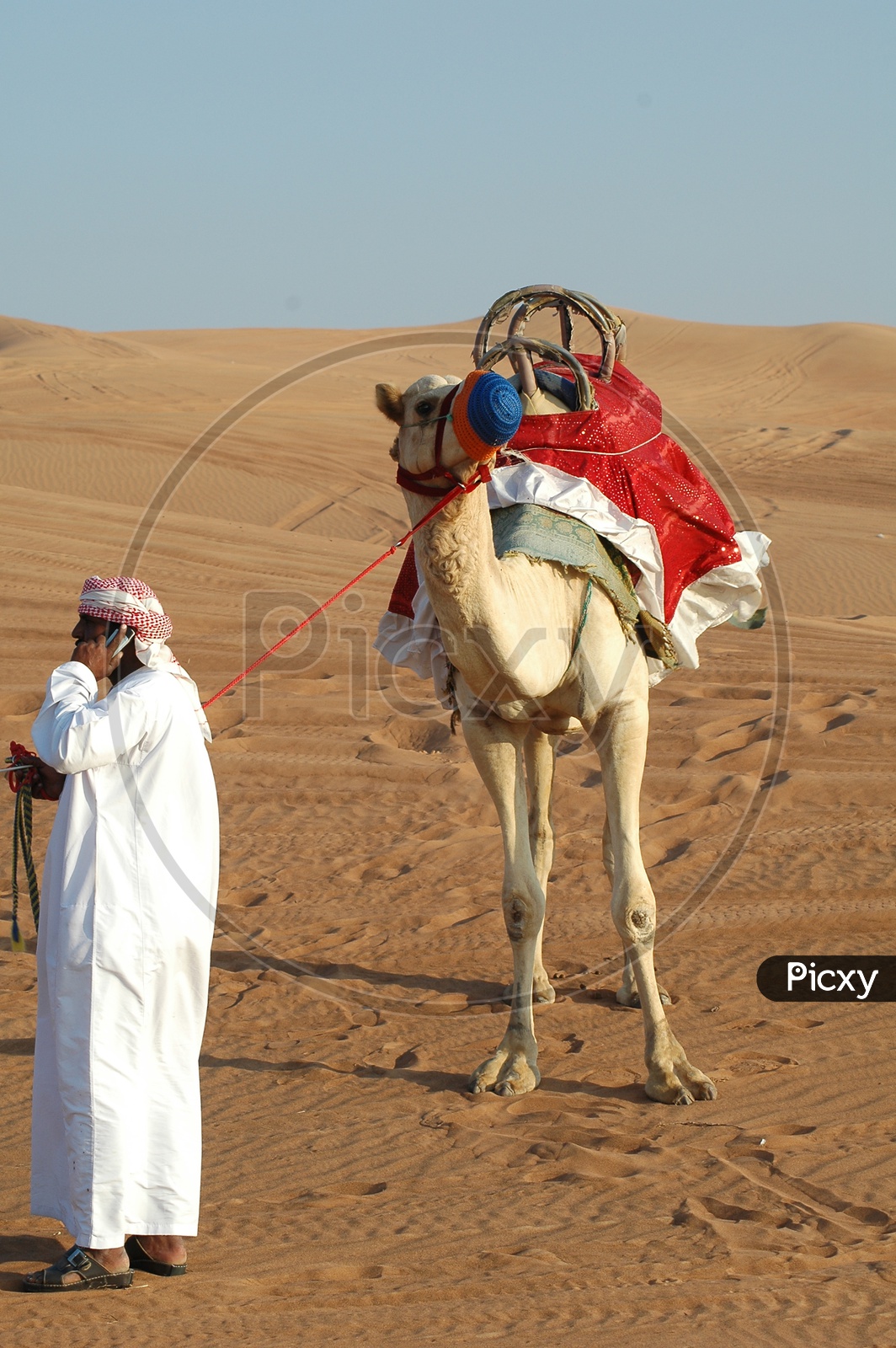 A camel herder talking on his mobile phone
