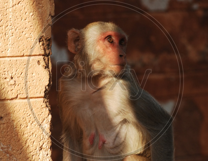 A Japanese Macaque
