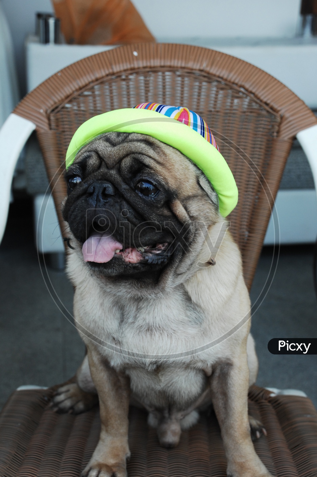 A Pug dog wearing a hat sat on the chair