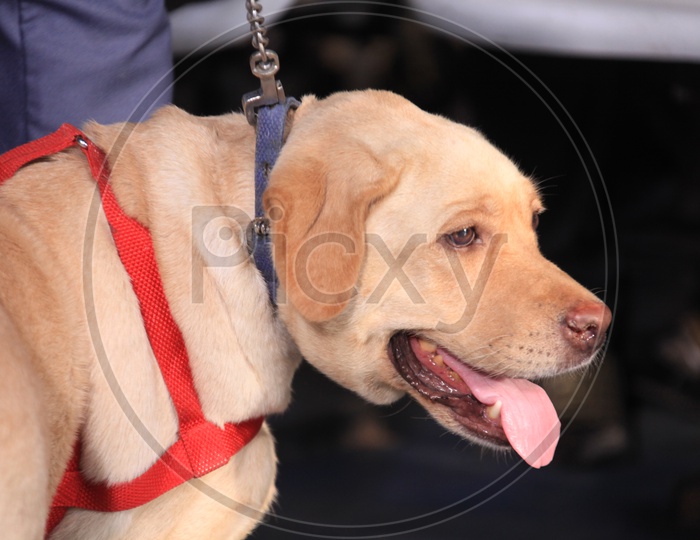 A Labrador dog with its neck tied to a rope