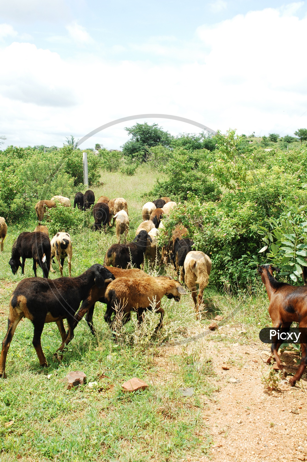 A herd of goats grazing