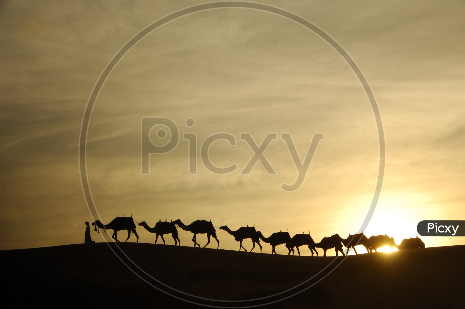 silhouette of camels and a person moving in desert
