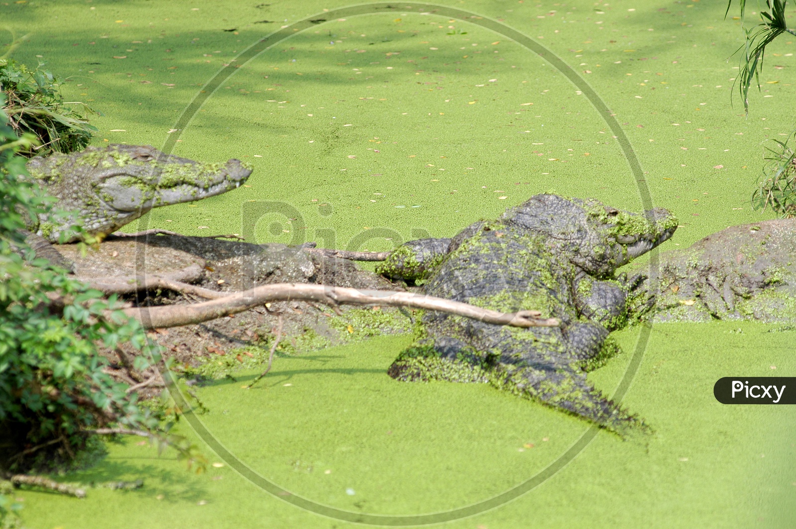 Crocodiles in the water covered with moss
