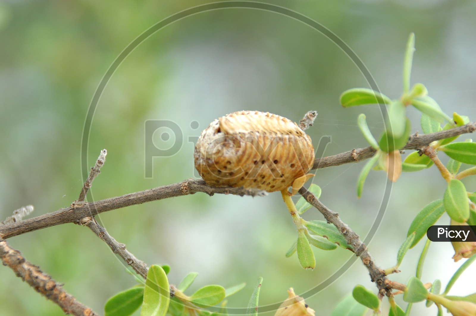 Larva Cocoon on a Plant