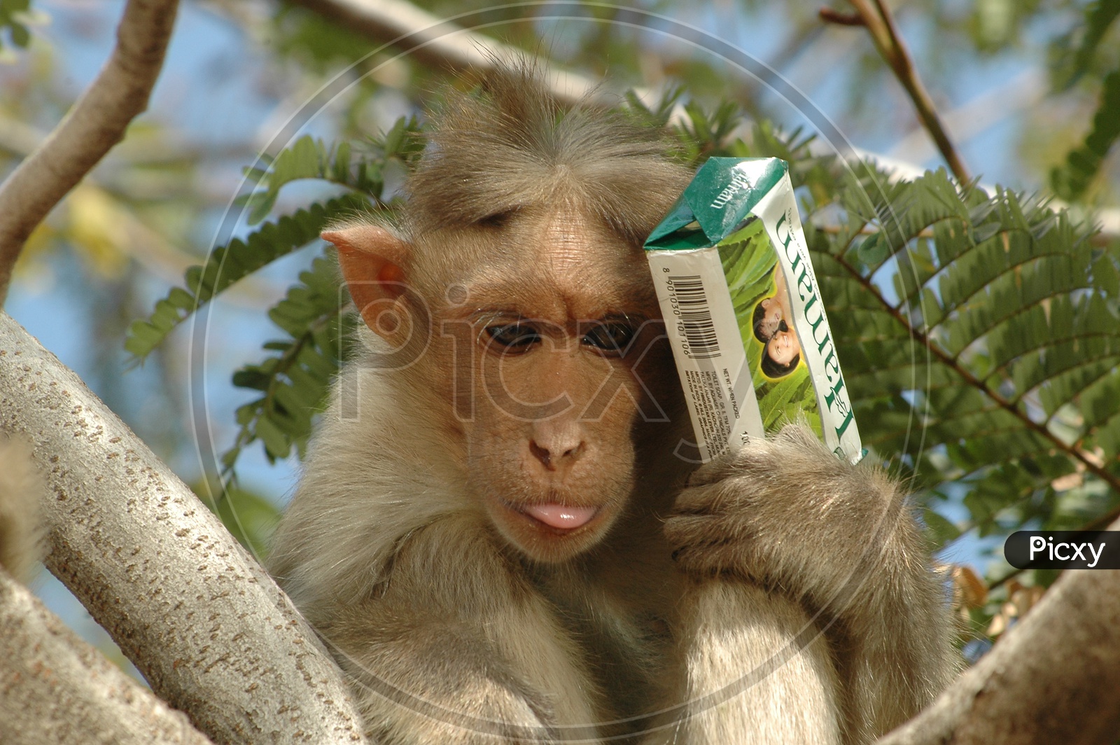 A Young Macaque or Monkey On a Tree with  Hamam Soap in Hands